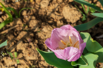 pink and white tulip sway from the top
