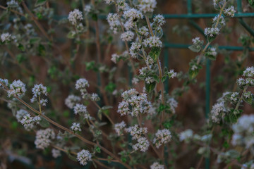 White spring flowers