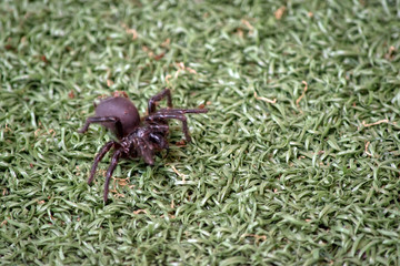 this is a trap door spider