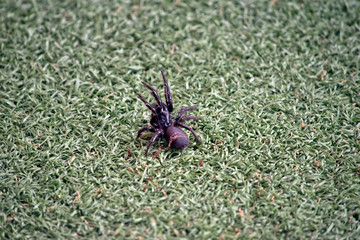 this is a trap door spider
