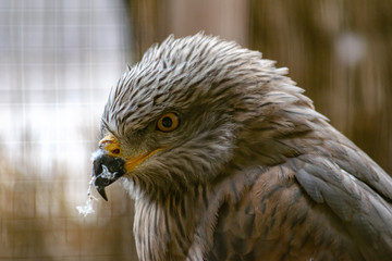 a portrait of a bird of prey having a clean and getting rid of old feathers 