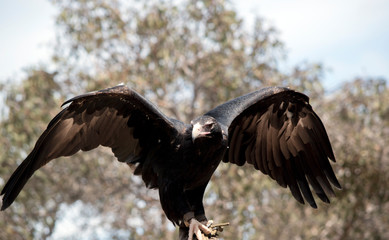 the wedge tail eagle is flapping his wings for balance