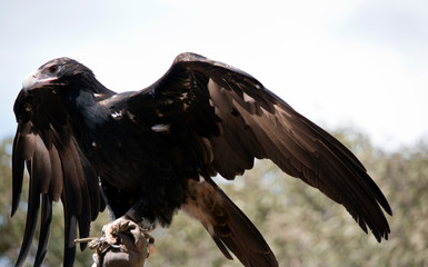 the wedge tail eagle is flapping his wings for balance