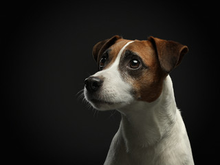 A brown and white dog looking at the camera