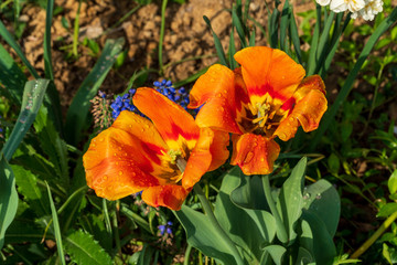 orange tulips with leaves and soil in the background