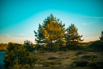 Fototapeta premium Sunset in the forest with spectacular tree