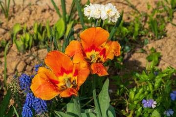 orange tulips with leaves and soil in the background