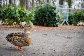 Duck stand in Łazienki Parkat winter, duck in a park