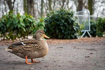 Duck stand in Łazienki Parkat winter, duck in a park