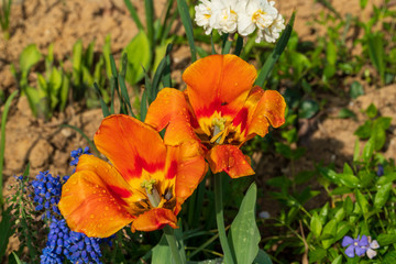 orange tulips with leaves and soil in the background