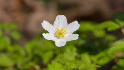 Fiore bianco in primo piano in primavera