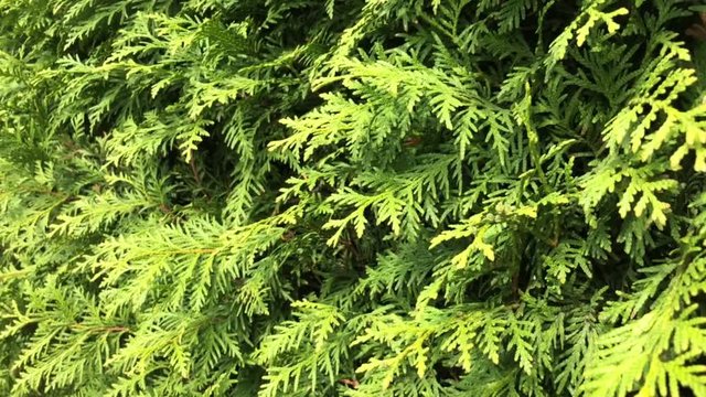 Natural juniper tree leaves slowly swayed by wind blow. Green lush nature background. Leaves blowing in the wind.