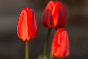 Trzy czerwone tulipany - obrazy, fototapety, plakaty