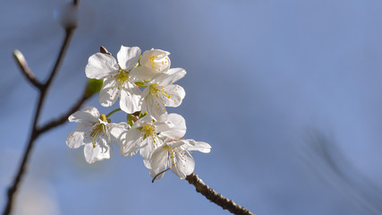 Piccoli fiori bianchi sul rametto dell'albero in aprile