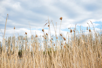 Close-up picture of dry yellow grass on green field with light blue sky and white clouds. Countryside village rural natural background at sunny weather in spring summer. Nature protection concept.