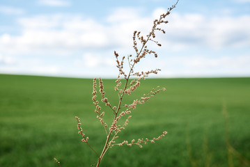 Close-up picture of dry yellow grass on green field with light blue sky and white clouds. Countryside village rural natural background at sunny weather in spring summer. Nature protection concept.