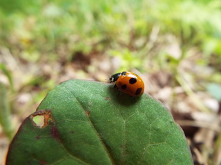 ナナホシテントウ ladybug