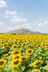 Obraz premium saraburi sunflower field