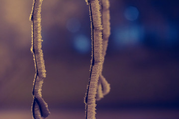 Rime on a branch at night, hoarfrost on a willow branch
