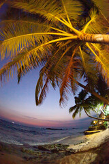 Fototapeta na wymiar Palm tree against the background of the night sky on the beach in Sri Lanka.