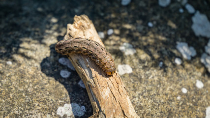 Large Yellow Underwing moth caterpillar Noctua Pronuba sitting on dry wood. Close-up of big brown caterpillar. This  larva of owlet moth Noctuidae is pest of most crops.
