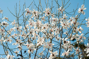Blooming magnolias against the blue sky