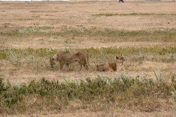 タンザニア・ンゴロンゴロの草原に寝そべるライオンの群れ
