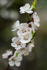 Blossoming of bird cherry on a background of green foliage