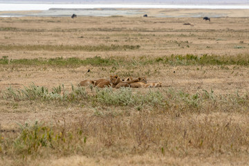 Obraz na płótnie Canvas タンザニア・ンゴロンゴロの草原に寝そべるライオンの群れ
