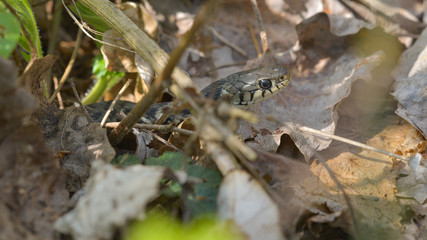 Biscia d'acqua natrice dal collare che spunta tra le foglie del bosco in primavera
