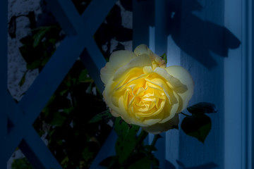 A selective focus image of a beautiful yellow rose bloom