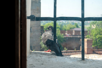 Gray pigeon sits on a window