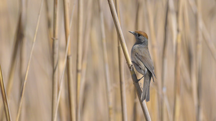 Capinera sul ramo della palude, in primo piano