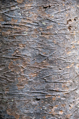 rautenförmige glatte baumrindenstruktur, abstraktes Muster aus grau in braun unregelmäßig trocken