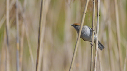 Capinera sul ramo della palude, in primo piano