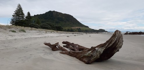 dead tree on the beach