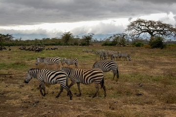 タンザニア・ンゴロンゴロで見かけたシマウマ・ヌーの群れと、雲間から差す太陽光