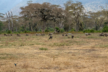 Obraz na płótnie Canvas タンザニア・ンゴロンゴロで見かけたシマウマ・ヌーの群れと