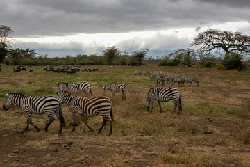 Fototapeta na wymiar タンザニア・ンゴロンゴロで見かけたシマウマ・ヌーの群れと、雲間から差す太陽光