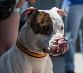 un perro sacando la lengua