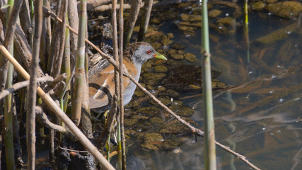 Schiribilla a passeggio tra le canne della palude