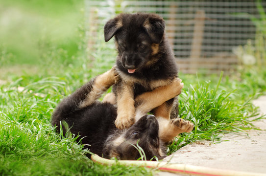 funny photos cute puppies of a German shepherd dog spring games bright greens
