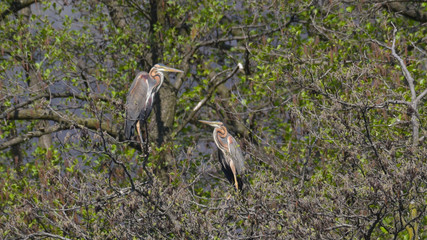 Due aironi rossi posati tra i rami dei un albero