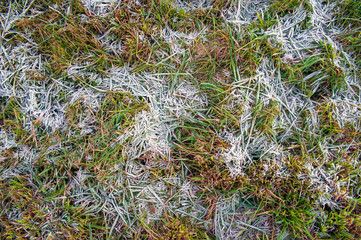 Close-up of hoarfrost on the grass