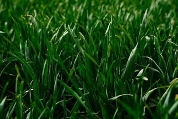 Close-up picture of vivid light green grass. Beautiful field landscape. Countryside village rural natural background at sunny weather in spring summer. Nature protection concept. Ecological issues.