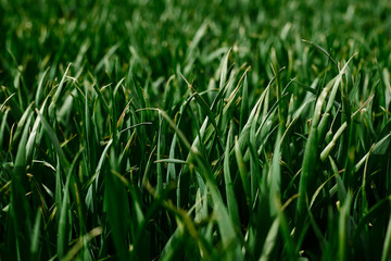 Close-up picture of vivid light green grass. Beautiful field landscape. Countryside village rural natural background at sunny weather in spring summer. Nature protection concept. Ecological issues.