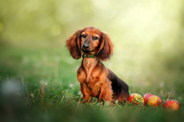 beautiful portrait of a long-haired red-haired dachshund cute puppy spring photo
