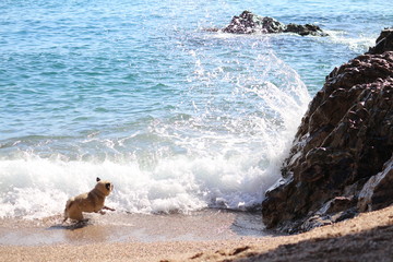 Perro salta olas