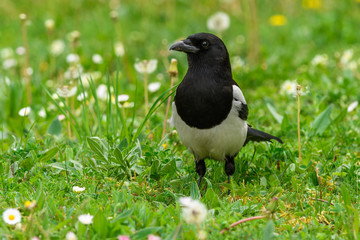Magpie looking for food in the grass with dandelions,closeup. Genus species Pica pica.