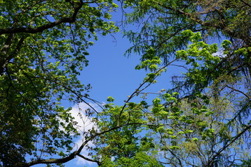 Äste, blauer Himmel, Wolke, Sonnenschein